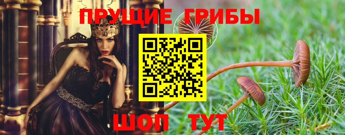Нижний Новгород  Галлюциногенные грибы Cubensis  Вход с VPN  Псилоцибиновые грибы GOLDEN TEACHER 